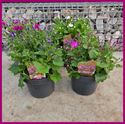 Bild von Senetti P23 Divers 4 kleuren